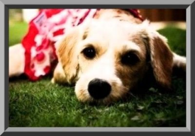 ropa de perros labradores