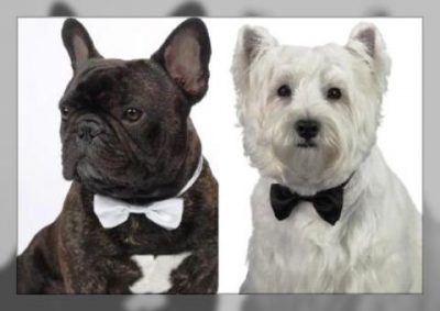 ropa elegante para perros grandes