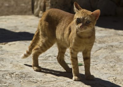 Roter Kater