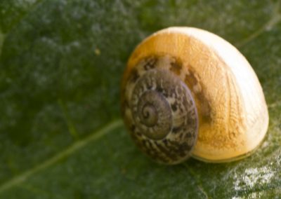 Schnecke