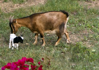 Ziege mit Zieglein