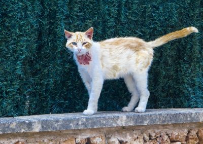 Roter Kater