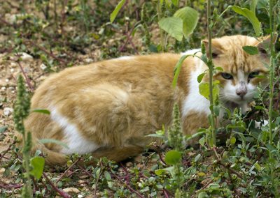 Roter Kater