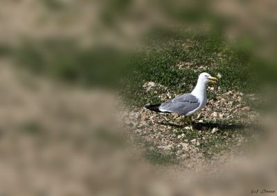Möve auf dem Grundstück