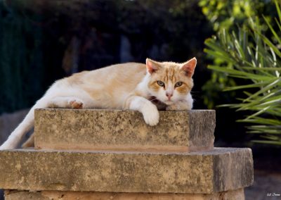 Roter Kater