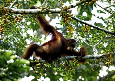 Mandara orang utan éco-tourisme indonésie