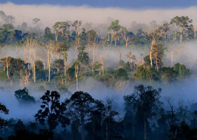Mandara jungle éco-tourisme indonésie