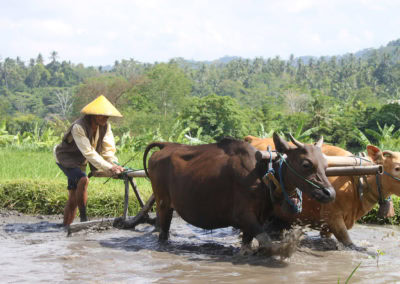 Mandara éco-tourisme
