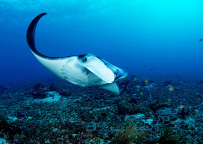 Mandara manta éco-tourisme