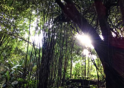 Mandara bali éco-tourisme