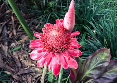 Mandara fleur éco-tourisme