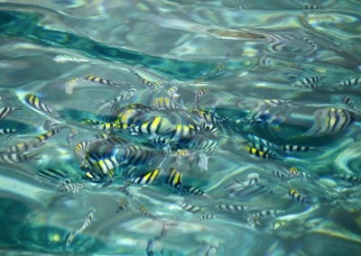Komodo, voyage photo - copyright Jonathan Lhoir