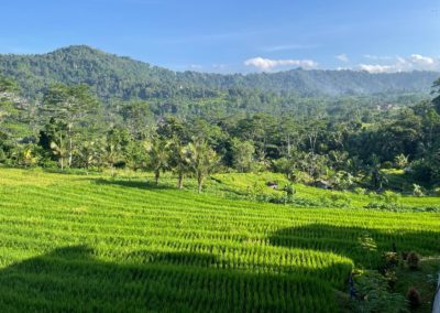Rizieres Bali