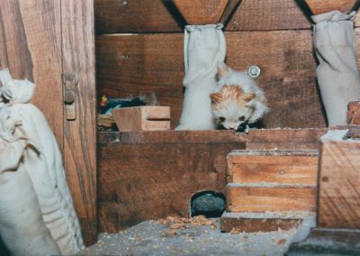 Gato y ratón en el molino.