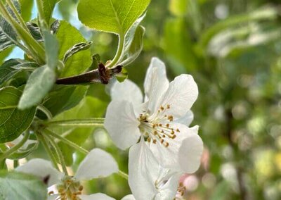 Kirschblüte im April
