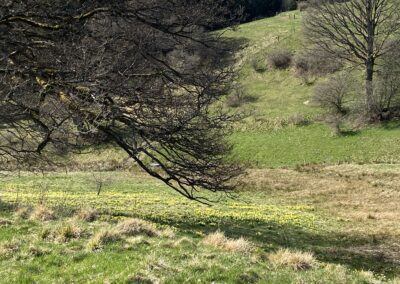Narzissenwiesen im Höfener Wald
