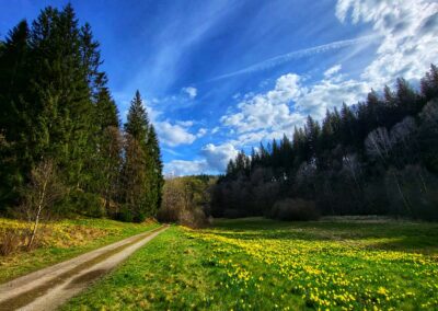 Narzissenwiesen im Wald