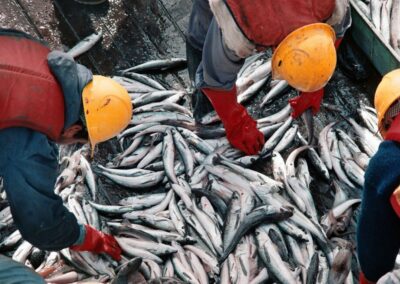 La pesca creció un 12,3 % el último año