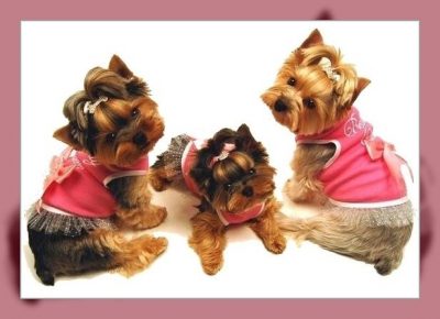 ropa para yorkshire toy