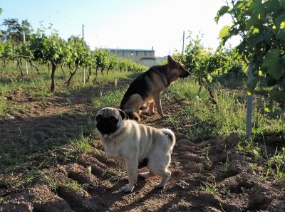 Some dogs sniff out TCA and pests, these do not!