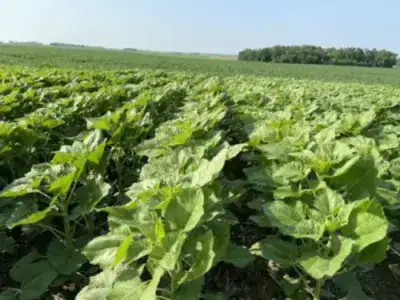 Split-Plot experimental design generator in Plant Breeding trials