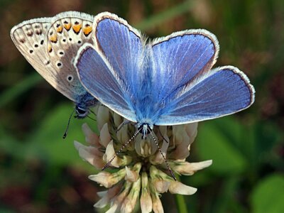 Schmetterling Insekt Sommer Bläuling