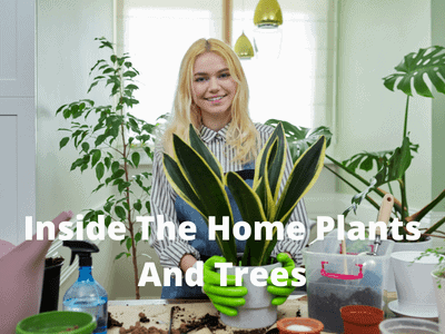 inside-The-Home-Plants-And-Trees
