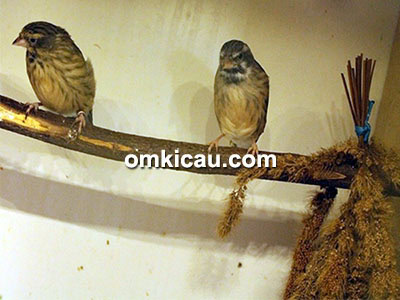 Pasangan burung blackthroat