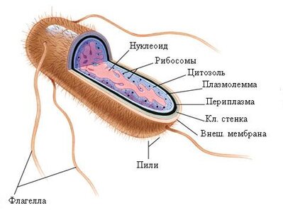 Разница между Аэробными и Анаэробными микроорганизмами 3 Самым ярким примером анаэробных бактерий является Кишечная палочка