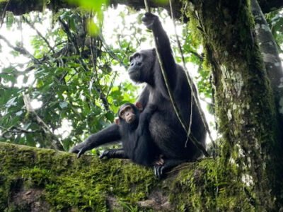 Chimpanzee Trekking in Uganda & Rwanda