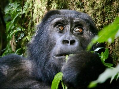 Grown mountain gorilla Gorilla Families in Bwindi