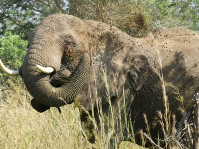 Is Uganda Safe for Tourists in 2026? Is Uganda Safe for Tourists in 2026?