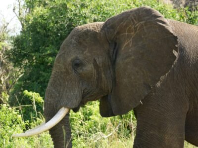 Queen Elizabeth National Park Queen Elizabeth National Park
