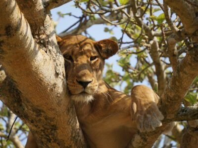 Queen Elizabeth National Park Queen Elizabeth National Park