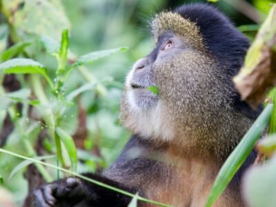4 days uganda gorilla and golden monkey safari 4 days uganda gorilla and golden monkey safari