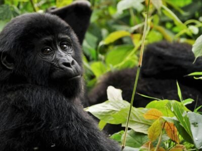 Gorilla Trekking