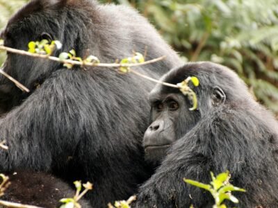 Bwindi Impenetrable National Park Bwindi Impenetrable National Park