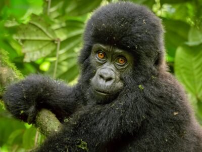 Mountain gorilla silverback in Bwindi rainforest Silverback mountain gorilla in Bwindi Impenetrable National Park Uganda