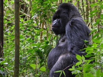 Gorilla trekking destinations in East Africa Map showing Bwindi, Mgahinga, and Volcanoes National Park