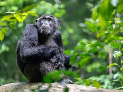 8-Day Rwanda Gorillas and Wildlife Safari Tour Chimpanzee Trekking Uganda