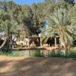 Tourists swimming in the natural Ksar Ghilane hot spring oasis