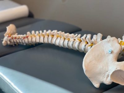 chiropractic spine model