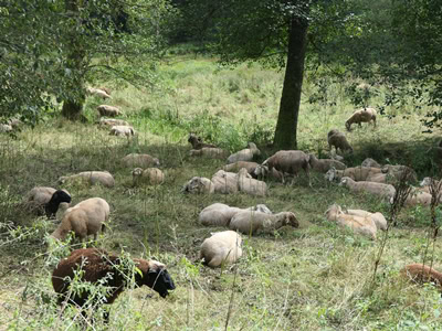 Schafe im Wald