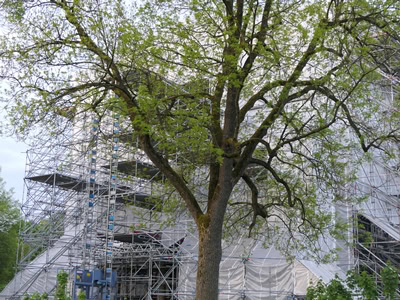 Grünender Baum vor Baugerüst.
