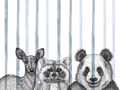 Animales Rayas