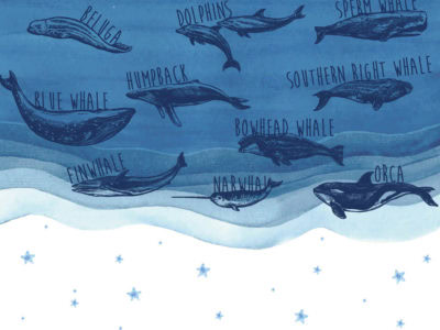 Ballenas Mar