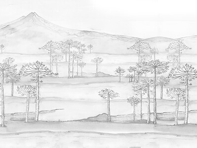 CONGUILLIO - Imagen 3