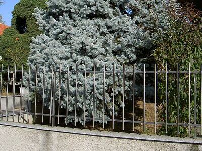 Abete Azzurro del Colorado