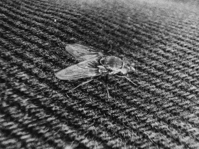 FLY