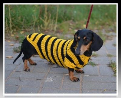 chompa de lana para perro salchicha